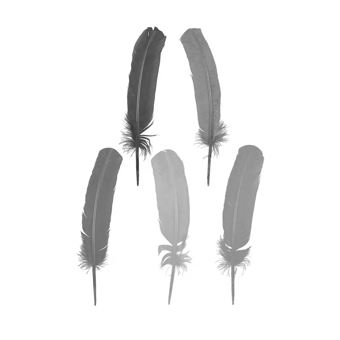 5 Oz. Small Quill Feathers – Teacher's File